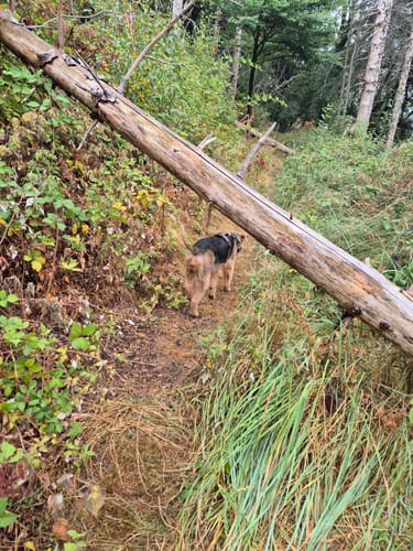 Kreiswald