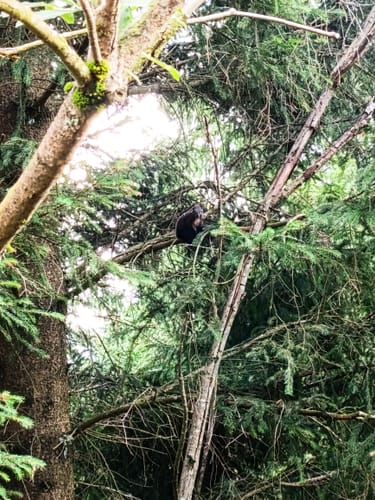 Rund um die Hornisgrinde