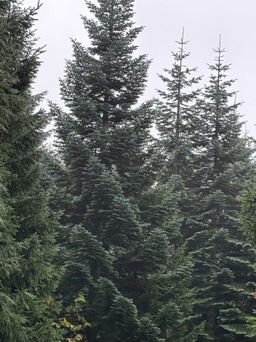 Auf dem Goetheweg zum Brocken