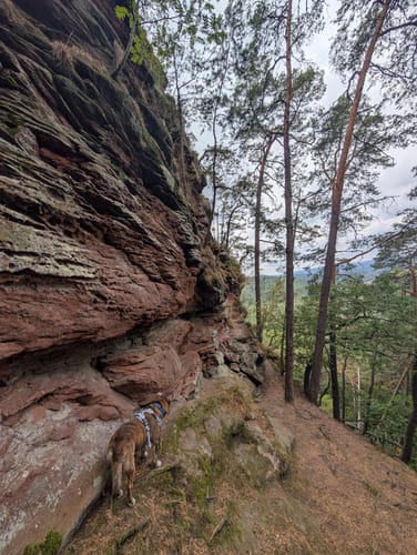 Berwartstein und Drachenfels ab Erlenbach bei Dahn