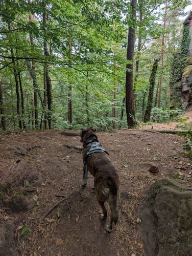 Berwartstein und Drachenfels ab Erlenbach bei Dahn