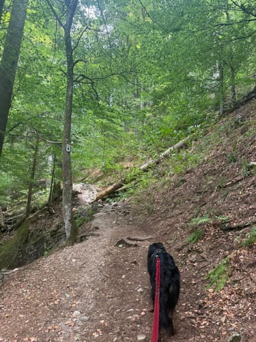 Feldbergsteig (Genießerpfad)