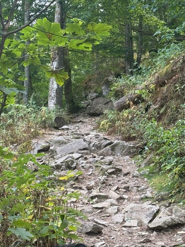 Feldbergsteig (Genießerpfad)
