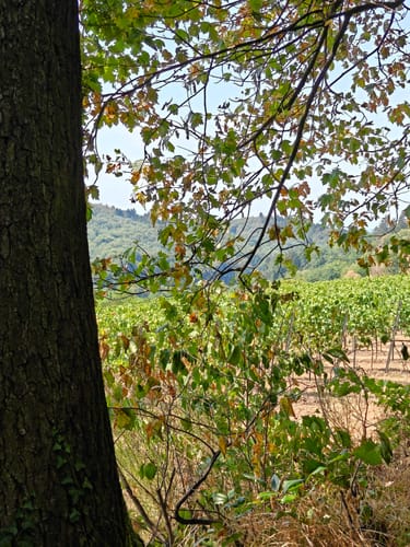 Rundwanderweg Heppenheim 6: Hügelgrabwanderung