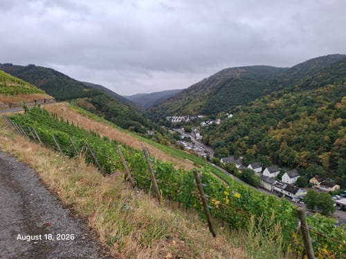 Über die Zeller Weinberge