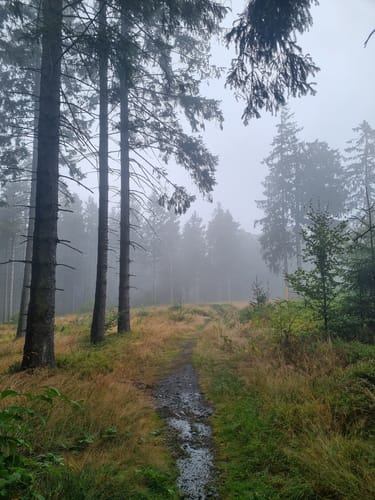 Auf dem Rothaarsteig und dem Uplandsteig rund um den Ettelsberg