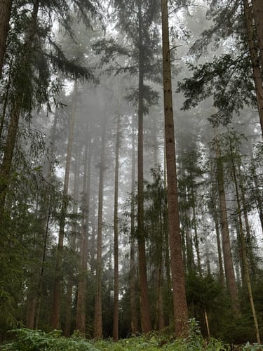 Neckarsteinach: Vier Burgen und Goetheblick [CLOSED]