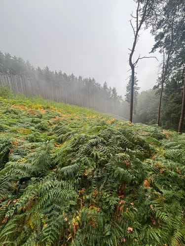 Tecklenburger Bergpfad (Premiumwanderweg)