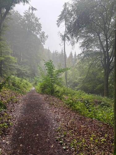 Tecklenburger Bergpfad (Premiumwanderweg)
