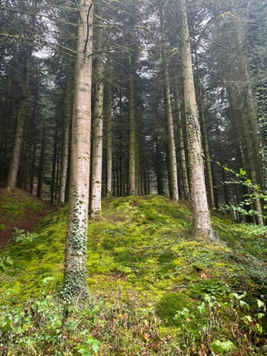Tecklenburger Bergpfad (Premiumwanderweg)