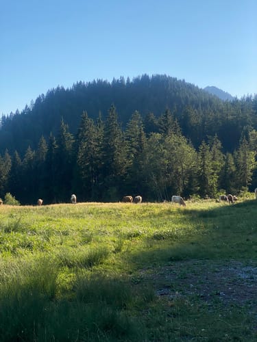 Aueralm und Zwergelberg