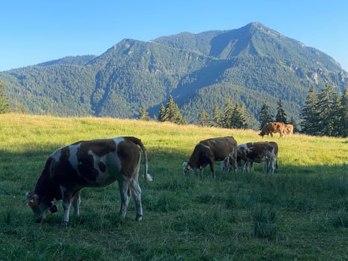 Aueralm und Zwergelberg