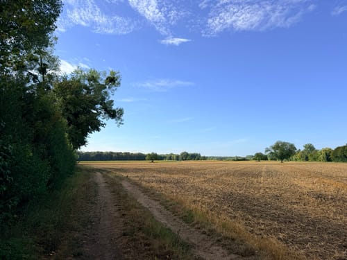 Hördt - Tulpenbaumweg