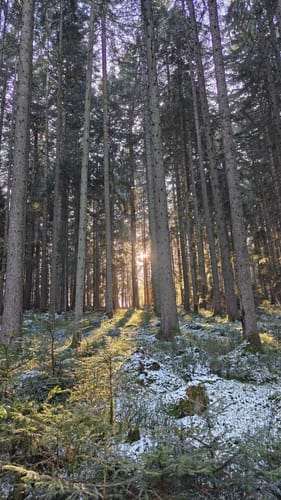 Oberkollwangen: Talblick Grün