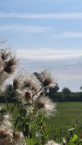 Krückau-Wanderweg