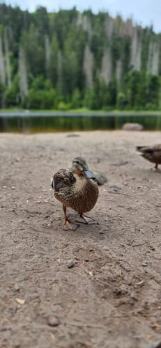 Seibelseckle: Wildsee und Darmstädter Hütte