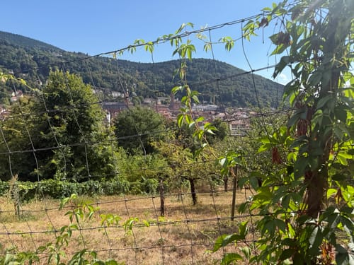 Philosophenweg Heidelberg