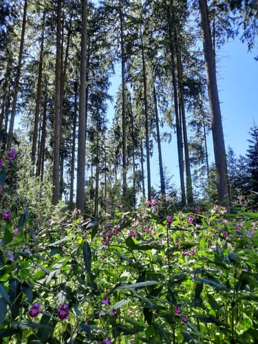 Altdorfer Wald ab Vogt