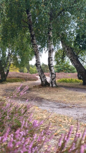 Heidschnuckenweg Etappe 2: Buchholz in der Nordheide - Handeloh