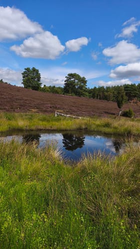 Heidschnuckenweg Etappe 2: Buchholz in der Nordheide - Handeloh