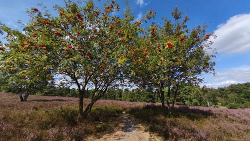 Heidschnuckenweg Etappe 2: Buchholz in der Nordheide - Handeloh