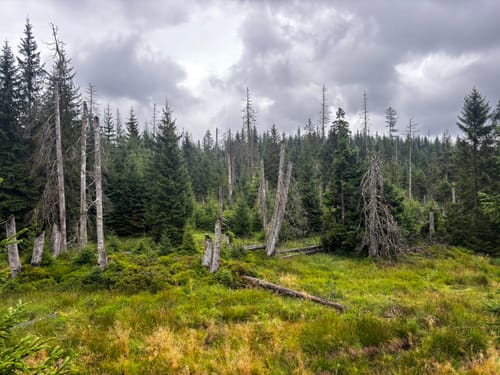 Rundwanderweg Oderteich