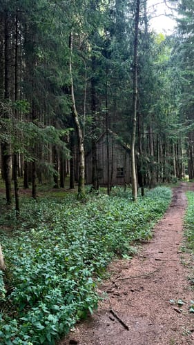 Durch den Altowald zu den Ilmquellen