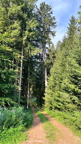 Durch den Altowald zu den Ilmquellen