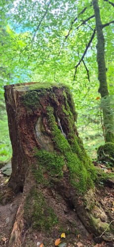 Geroldsauer Wasserfall- Eberkopf