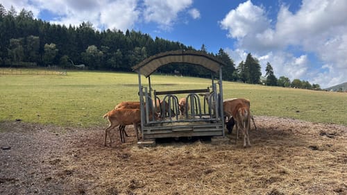 W1 Willingen - Mühlenkopfschanze