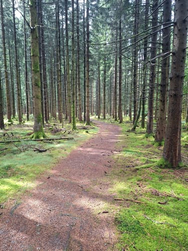Keller Stausee und Osburger Wald