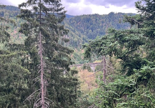 Der Ravennaschlucht Weg