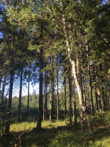 Urwald Sababurg - Rundweg (rot/Specht)