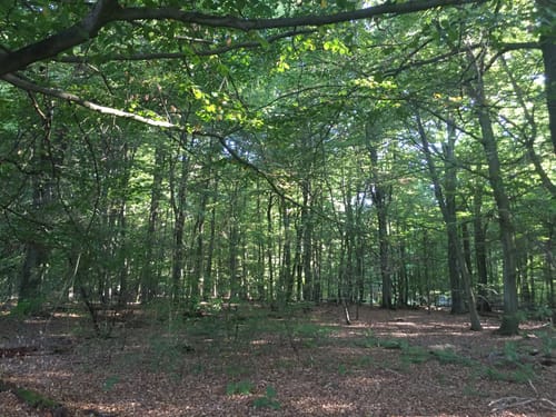 Urwald Sababurg - Rundweg (rot/Specht)