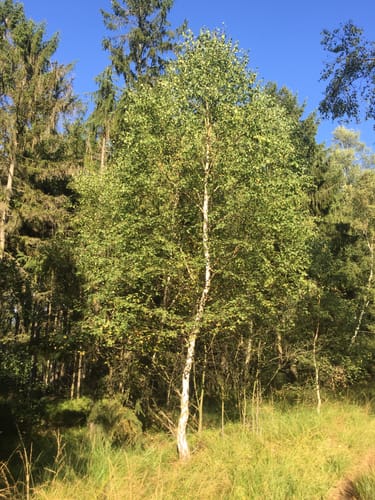 Urwald Sababurg - Rundweg (rot/Specht)