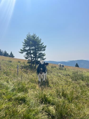 Feldbergsteig (Genießerpfad)