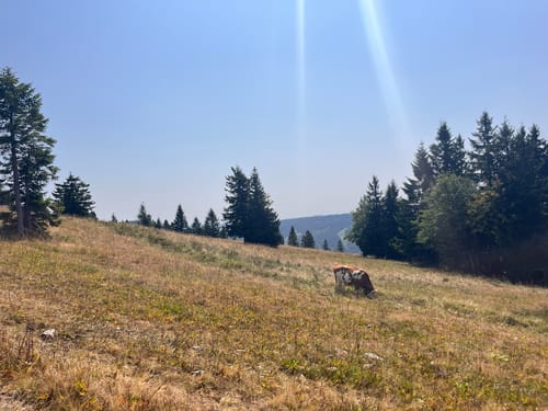 Feldbergsteig (Genießerpfad)