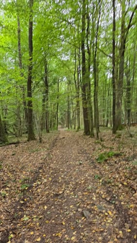 Wald- und Wiesenwanderung bei Loheland