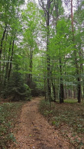 Wald- und Wiesenwanderung bei Loheland