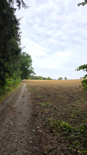 Wald- und Wiesenwanderung bei Loheland