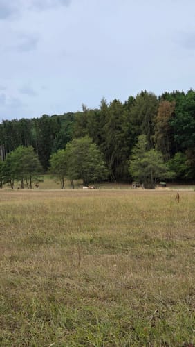 Wald- und Wiesenwanderung bei Loheland