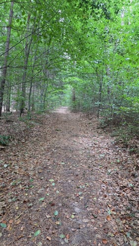 Wald- und Wiesenwanderung bei Loheland