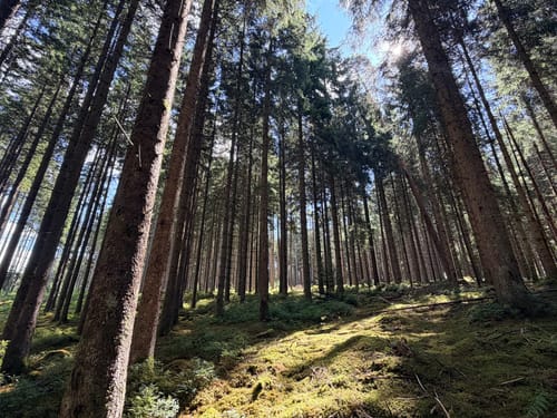 Waldpfad Groppertal (Premiumwanderweg)