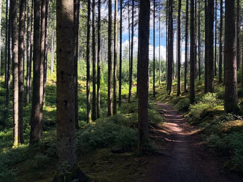 Waldpfad Groppertal (Premiumwanderweg)