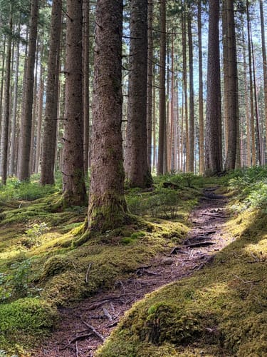 Waldpfad Groppertal (Premiumwanderweg)