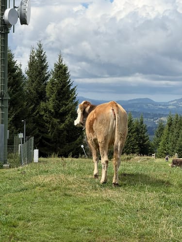 Von Jungholz auf die Reutherwanne und die Alpe Stubental