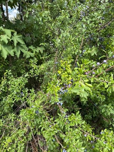Rundweg: Hirsau - Fuchsklinge