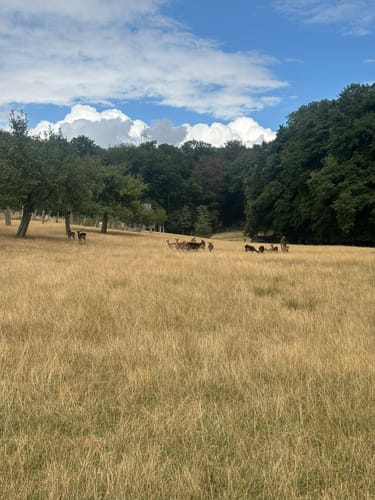 Nordenstäder Wald um Wildsachsen