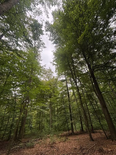 Nordenstäder Wald um Wildsachsen