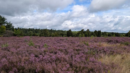 Undeloh Rundweg